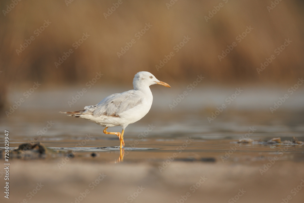 slender-billed gull perched on the ground against smooth background slender-billed gull perched on the ground against smooth background