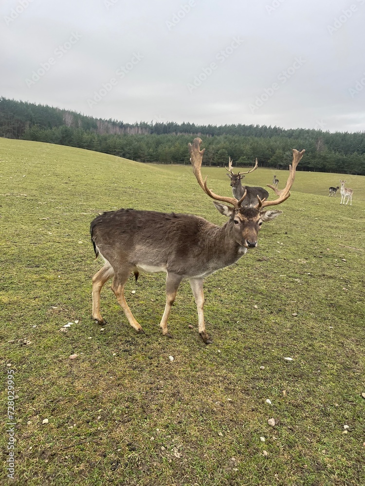 Obraz premium deer in the woods