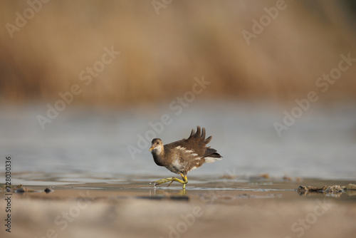 Marsh hen or moorhen isolated against blur background photo