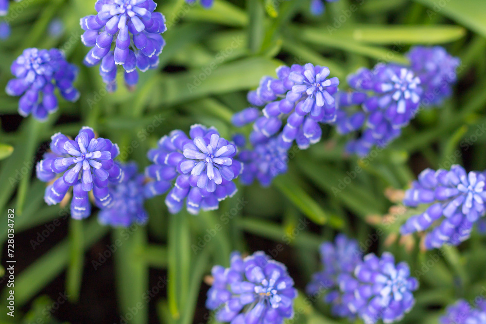 Muscari Armeniacum or Blue Grape Hyacinth Muscari Armeniacum or Blue Grape Hyacinth