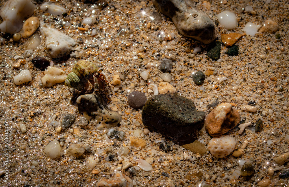 Bernard-l'ermite sur la plage caché derrière les grottes d'Ibaruma Sabichi, Ishigaki, Okinawa, Japon Bernard-l'ermite sur la plage caché derrière les grottes d'Ibaruma Sabichi, Ishigaki, Okinawa, Japon