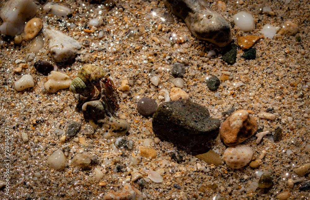 Bernard-l'ermite sur la plage caché derrière les grottes d'Ibaruma Sabichi, Ishigaki, Okinawa, Japon