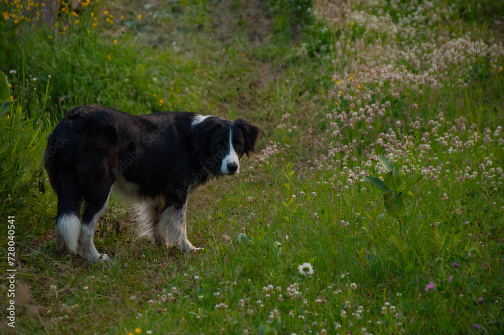 A black and white border collie in a meadow looking at the camera