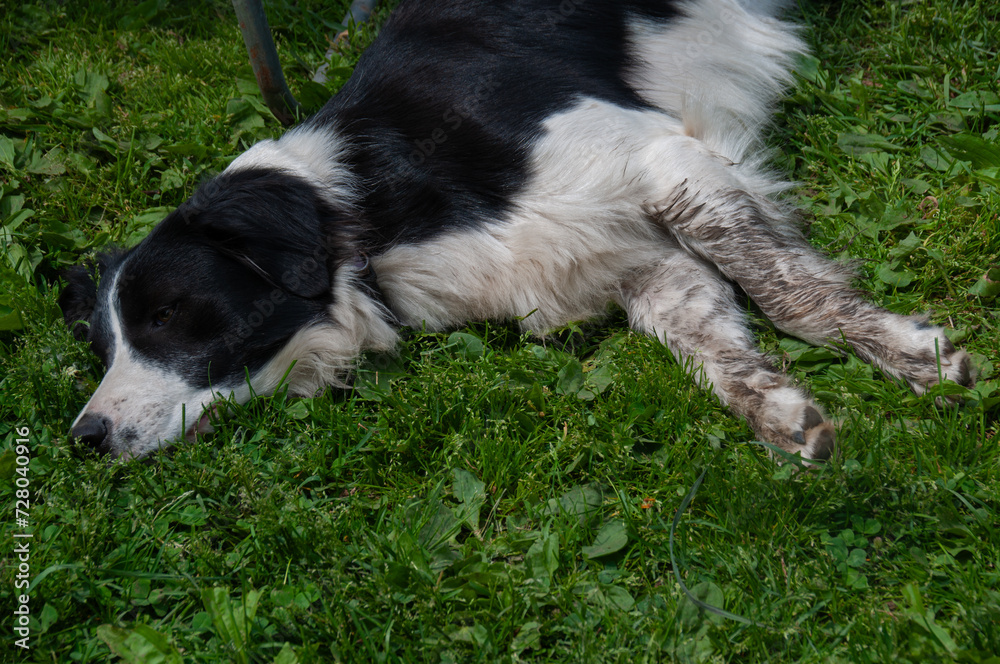 A black and white border collie sleeping on the grass in the summer A black and white border collie sleeping on the grass in the summer