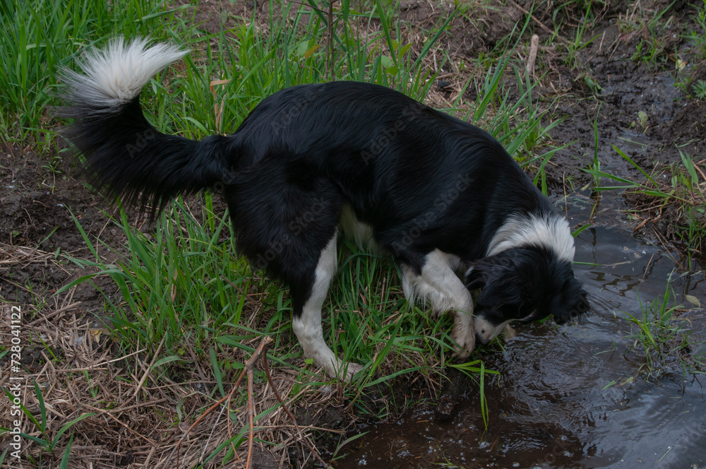A black and white border collie playing in a muddy puddle of water