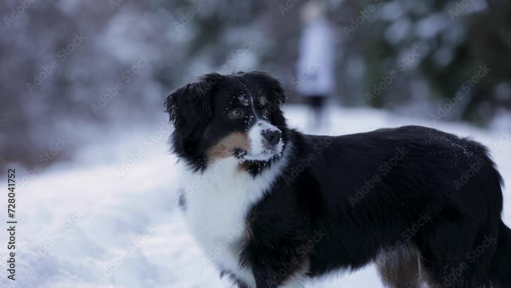 Happy Aussie Shepherd dog running in the snow, cute dog, pet. 4K 24FPS Happy Aussie Shepherd dog running in the snow, cute dog, pet. 4K 24FPS