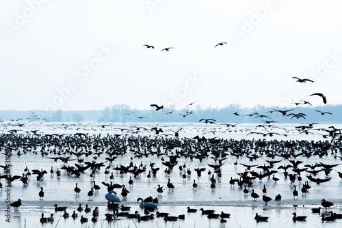 Ducks at Lake Balaton in wintertime