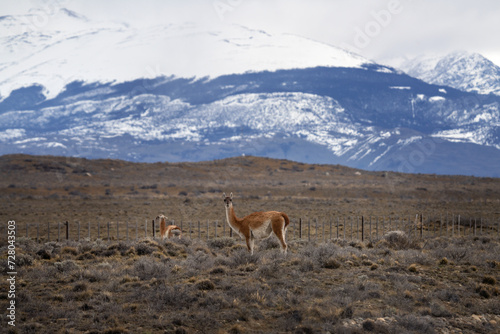 Guanaco in National park Los Glaciares. Herd of llamas on the meadow in Argentina.