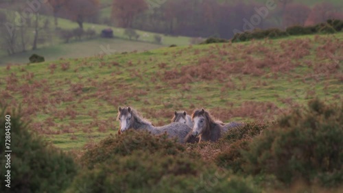 Wild ponies on the Long Mynd in Shropshire looking at the camera inquisitively  photo