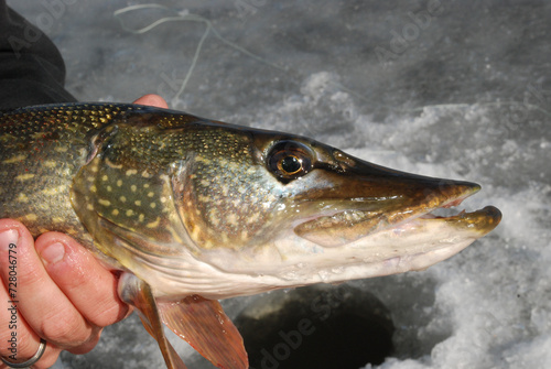 Northern pike caught through the ice. 