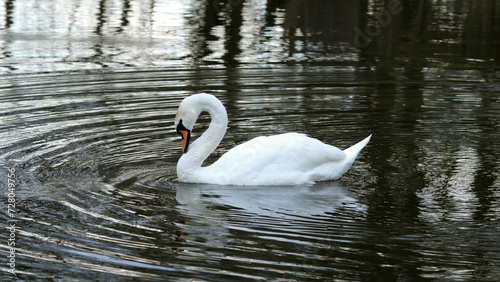 White swan floating on dark blue water. Mute Swan at sunset. Romance. Seasonal postcard. Happy Valentine s day. Close beautiful swan swimming in the Lake