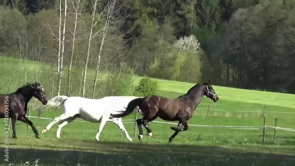 Pferde galoppieren frei auf der Koppel slow motion