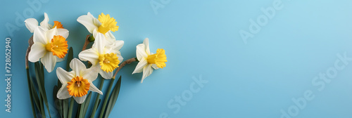 Garden daffodil flowers on blue background. Top-down view and copy space