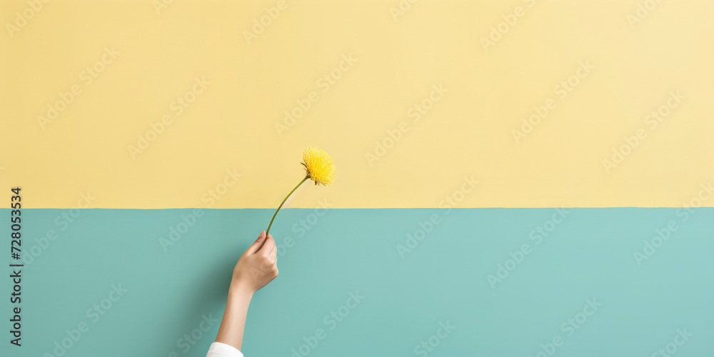 Hand holding a yellow flower on a split yellow and blue background. Isolated on a color background. Hand holding a yellow flower on a split yellow and blue background. Isolated on a color background.