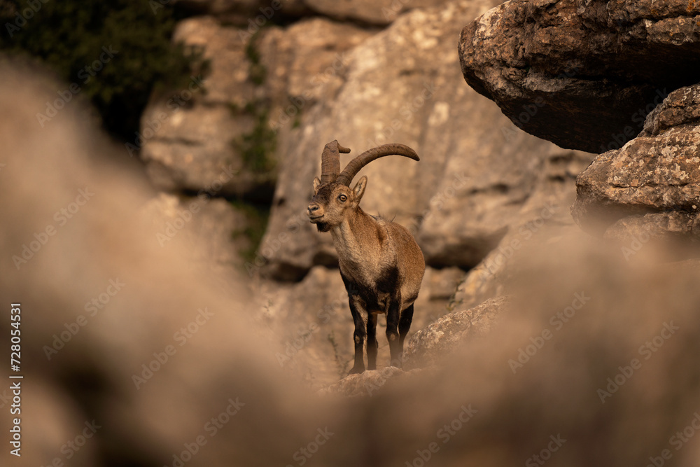 Iberian ibex on the rock in Natural Torcal de Antequera. Rare ibex in  Pyrenees. Rare animals in Spain. 