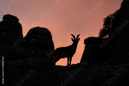 Iberian ibex on the rock in Natural Torcal de Antequera. Rare ibex in  Pyrenees. Rare animals in Spain. 