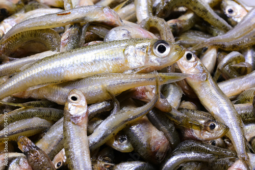 background of many caught fish called  sand smelt ideal for frying in boiling olive oil photo