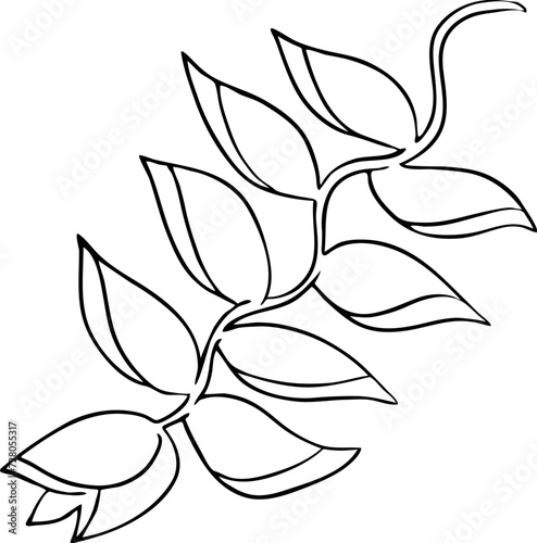 Beautiful flowers hand drawing. Decorative vector element for birthday party, wedding invitation, summer holyday mood. Botanical floral, garden theme.