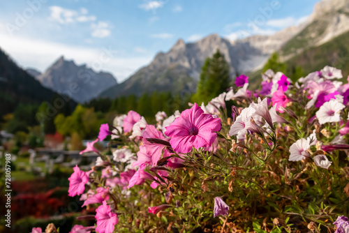 Pink petunia with scenic view of majestic rugged mountain peaks of Sexten Dolomites  Bolzano  South Tyrol  Italy  Europe. Hiking in panoramic Fischleintal near Moos  Italian Alps. Balcony luxury hotel