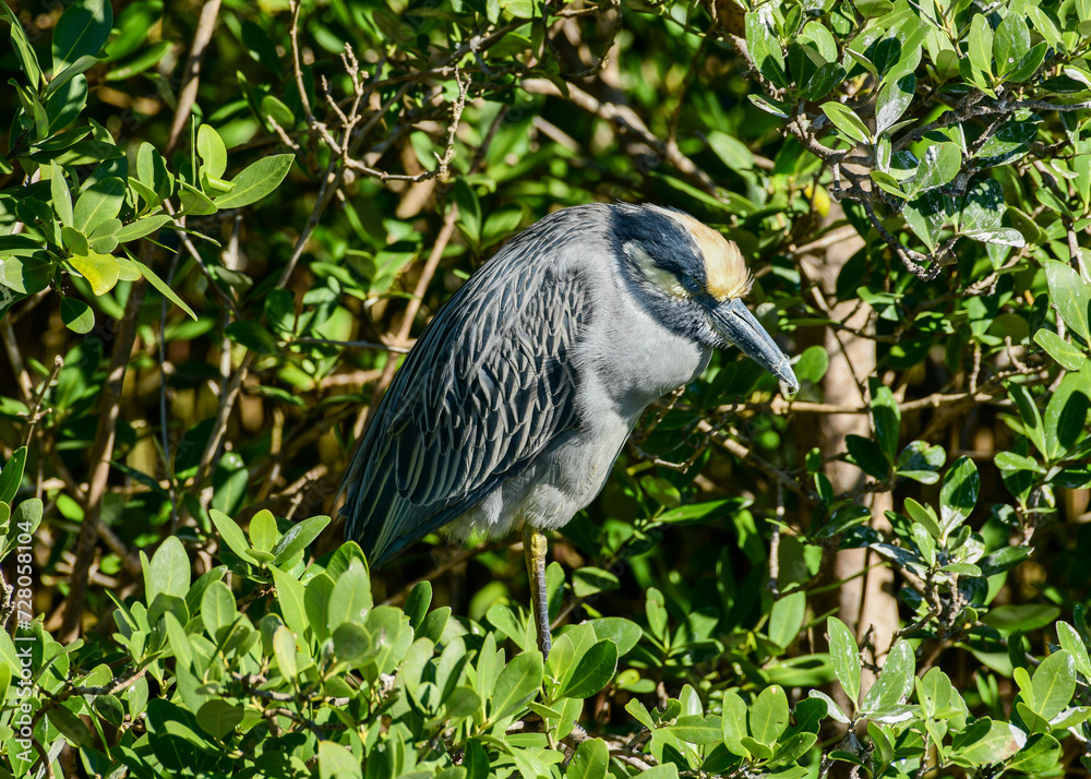 Fototapeta premium Green Heron at South Padre Island,Texas