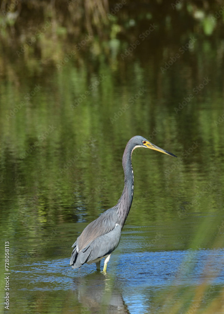 Little Blue Heron at the South Padre Island Birding and Nature Center, Texas Little Blue Heron at the South Padre Island Birding and Nature Center, Texas
