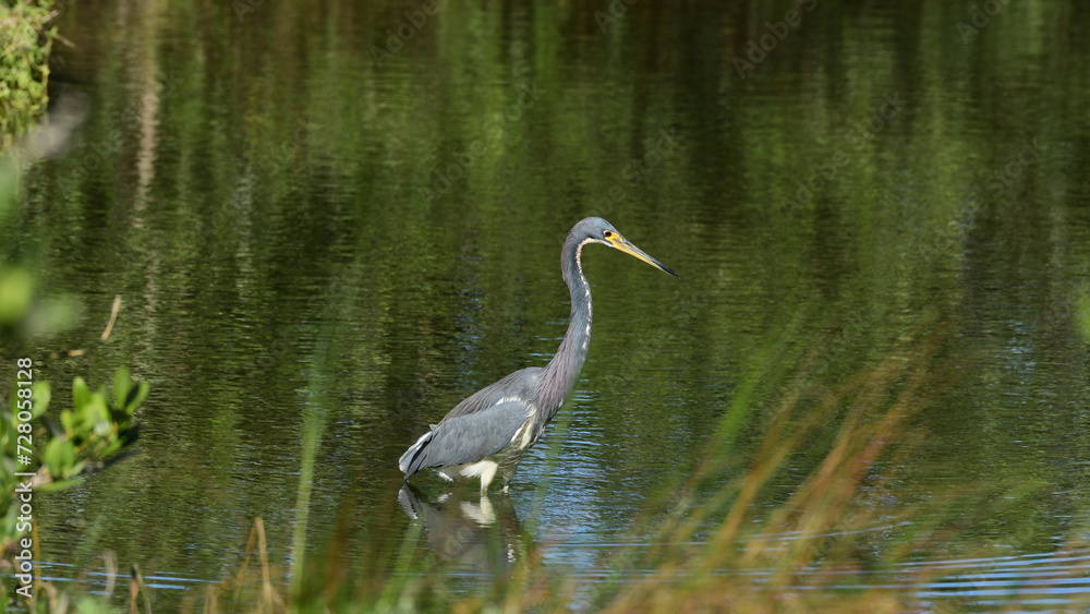 Little Blue Heron at the South Padre Island Birding and Nature Center, Texas Little Blue Heron at the South Padre Island Birding and Nature Center, Texas