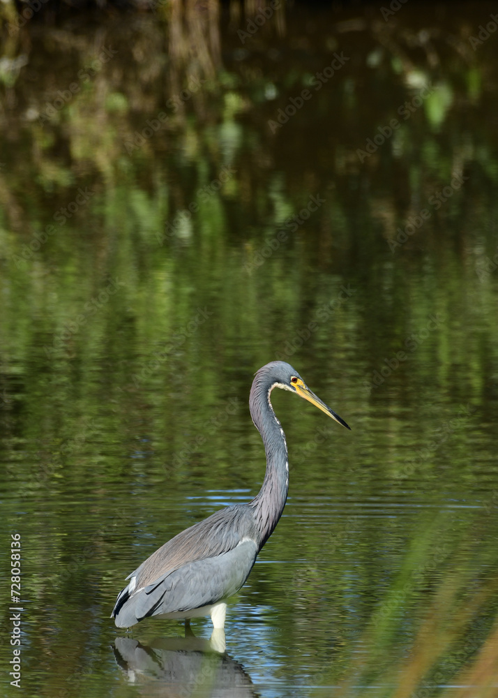 Little Blue Heron at the South Padre Island Birding and Nature Center, Texas Little Blue Heron at the South Padre Island Birding and Nature Center, Texas