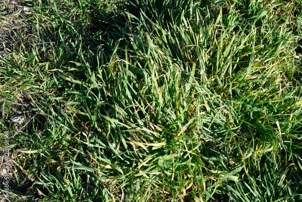 Fondo de hierba verde en primavera. Fondo de hierba verde en primavera.