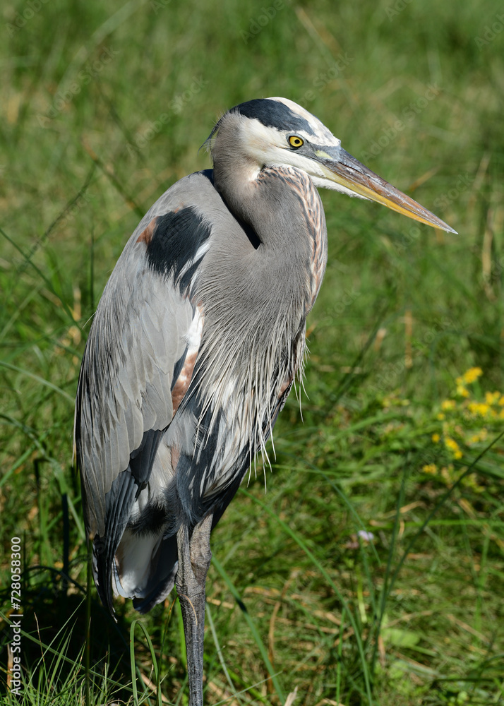 Fototapeta premium Great Blue Heron at the South Padre Island Birding and Nature Center, Texas