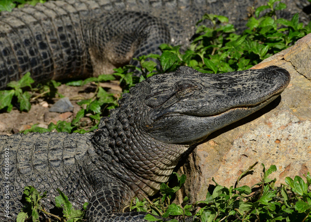 Alligators at the South Padre Island Birding and Nature Centre, Texas Alligators at the South Padre Island Birding and Nature Centre, Texas