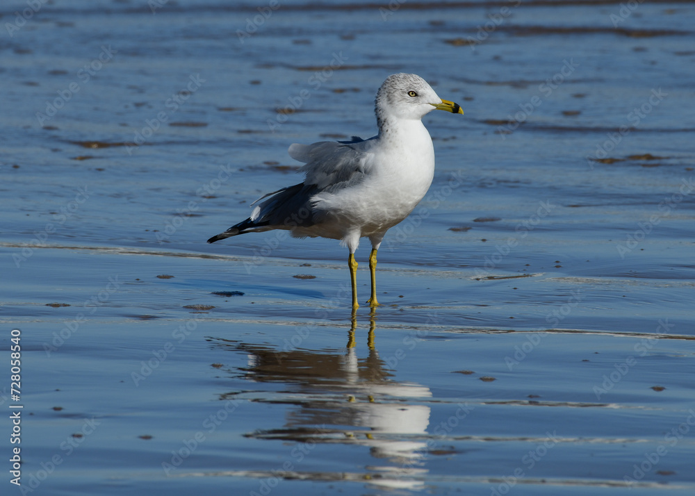 Fototapeta premium Seagull at South Padre Island Beach, Texas