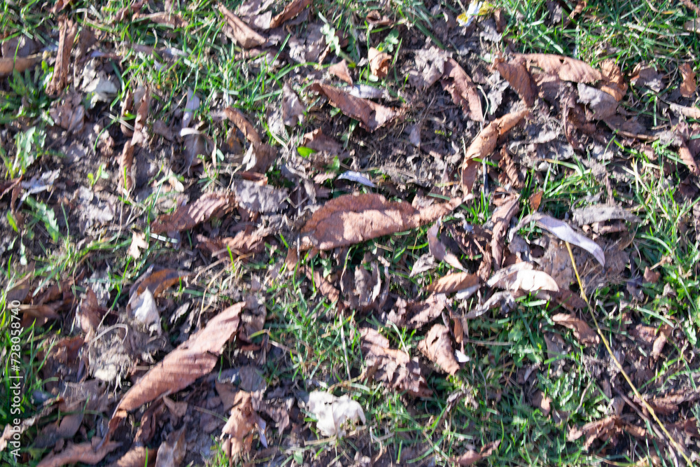 Fototapeta premium Fondo de hierba verde en primavera.