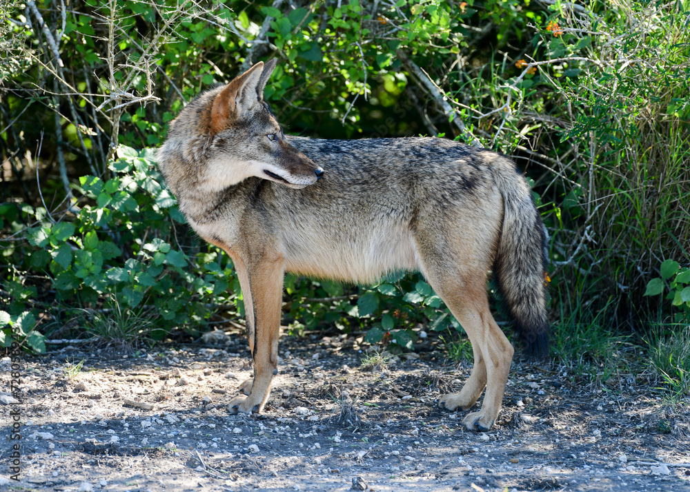 Fototapeta premium Coyote in Laguna Atascosa National Wildlife Refuge, Los Fresno, Texas