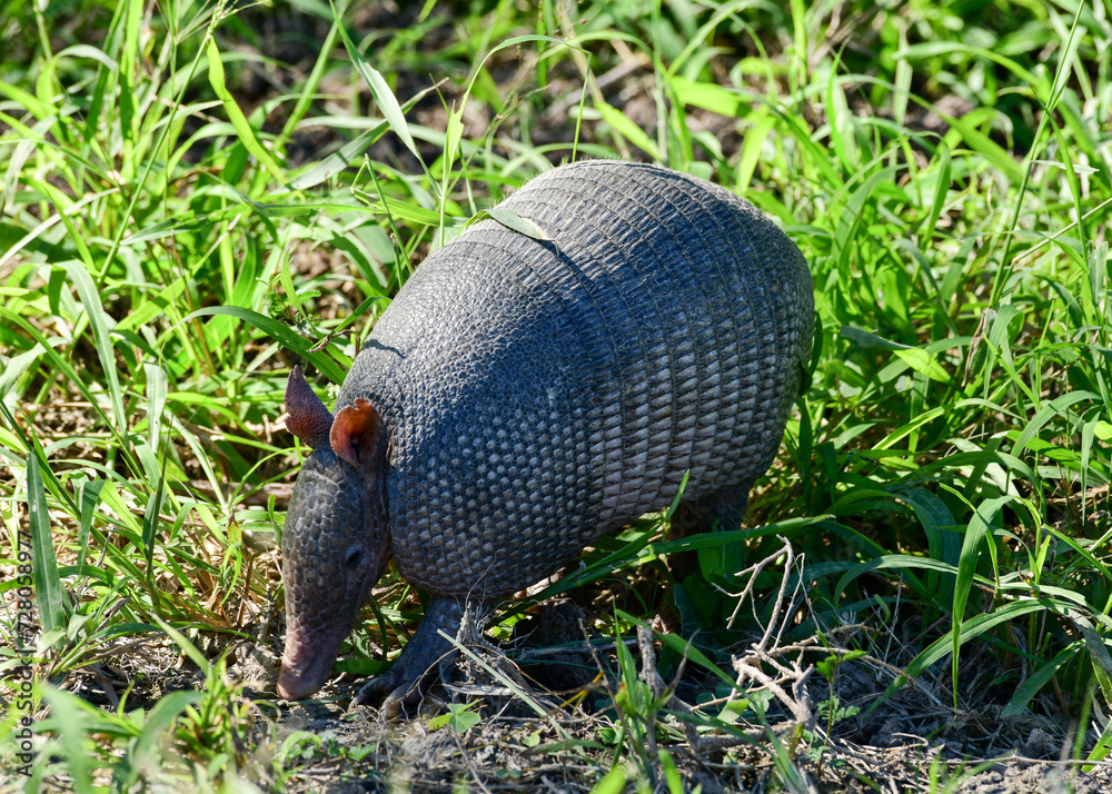 Armadillo at Laguna Atascosa Wildlife Refuge, Los Fresnos, Texas