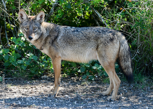 Coyote in Laguna Atascosa National Wildlife Refuge, Los Fresno, Texas © st_matty