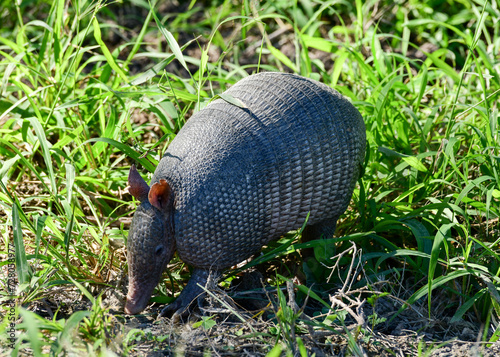 Obraz na płótnie Armadillo at Laguna Atascosa Wildlife Refuge, Los Fresnos, Texas w salonie