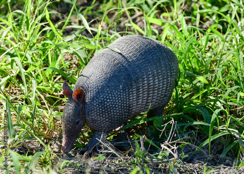 Armadillo at Laguna Atascosa Wildlife Refuge  Los Fresnos  Texas