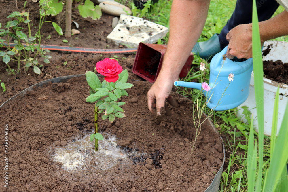 Fototapeta premium A pensioner man plants a red rose flower in open ground and waters it on a cloudy summer day - male hands with a watering can - close-up, horizontal photo. Gardening, hobbies, plant care, gardening