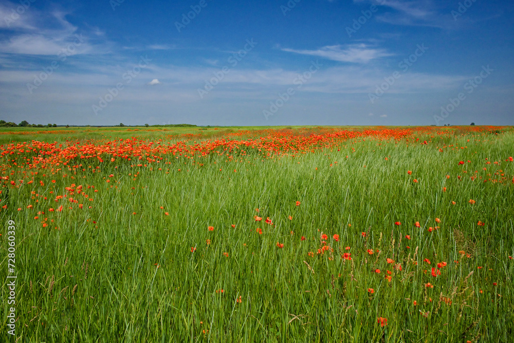 A green field with scattered red poppies under a clear blue sky.