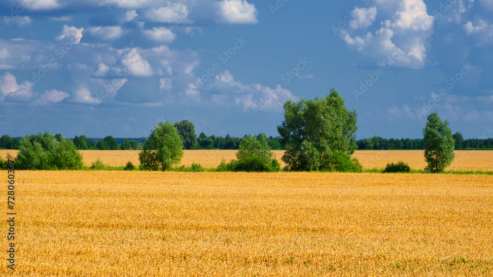 The image showcases a vast, golden wheat field under a clear blue sky with fluffy white clouds and distant green trees.