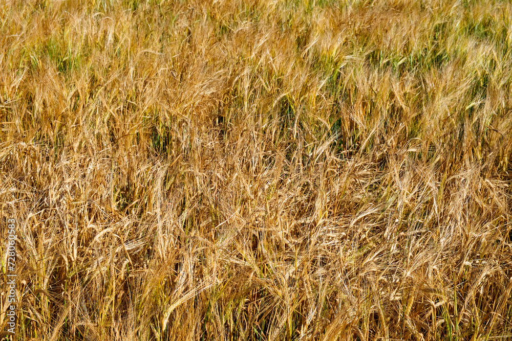 A field of golden barley sways, showcasing the ripe grains ready for harvest. A field of golden barley sways, showcasing the ripe grains ready for harvest.