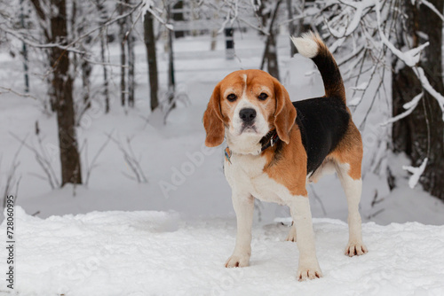 Fototapeta Naklejka Na Ścianę i Meble -  A young dog of the Beagle breed is having fun in the snow in winter.