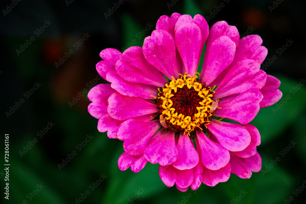 Obraz premium A vibrant pink flower with a dark center and yellow stamens, surrounded by green leaves. One large pink zinnia flower on a blurred background, close-up. Beautiful bright flower with pink petals.