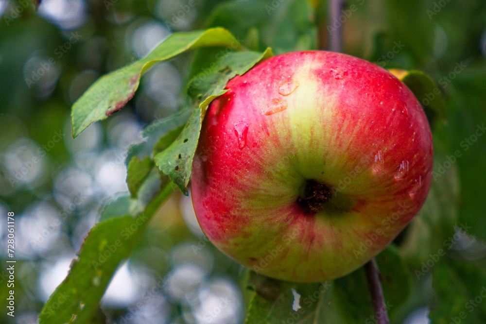 The image shows a ripe apple with red and green hues hanging from a branch. It’s surrounded by green leaves and has water droplets on its surface. The image shows a ripe apple with red and green hues hanging from a branch. It’s surrounded by green leaves and has water droplets on its surface.