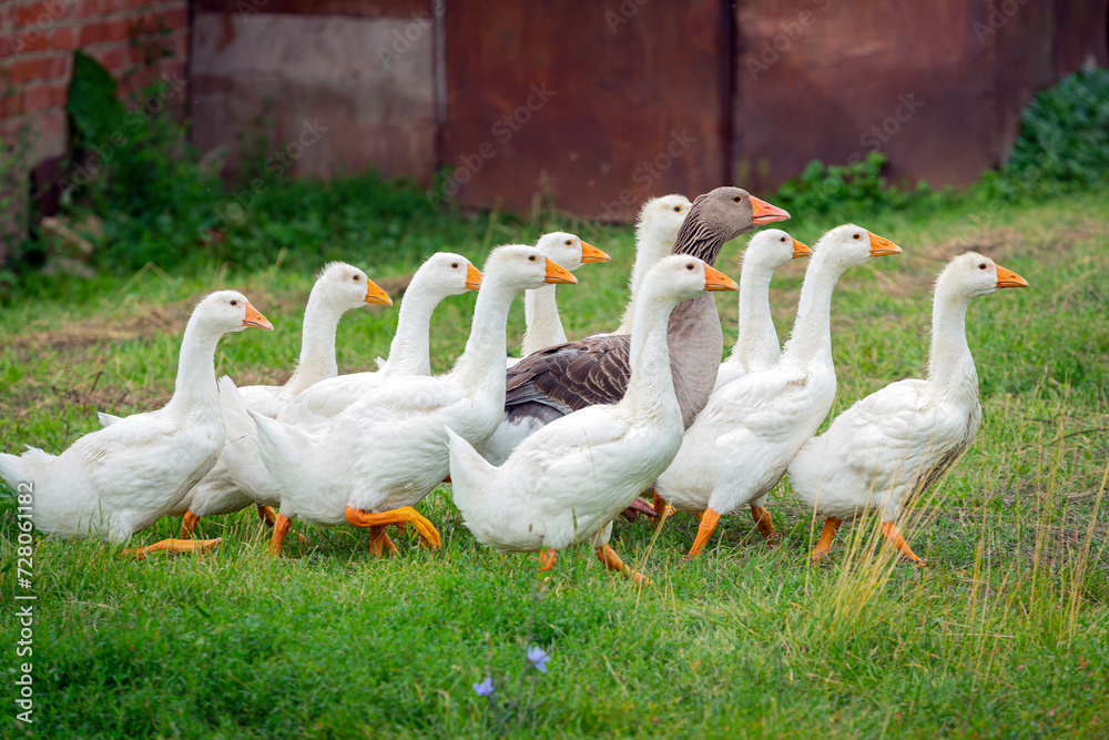 Close-up of young white geese and greylag goose strolling through the village. Close-up of young white geese and greylag goose strolling through the village.