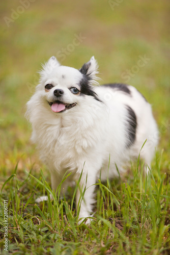 Long haired white and black teacup chihuahua with one brown eye and one blue eye outside on the grass in the summer time