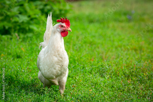 white loose chicken outdoor in the grass