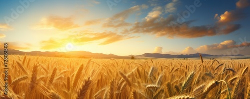 Close up view on wheat field with golden sunset light during sunny day, panorama banner. Generative Ai. © annamaria