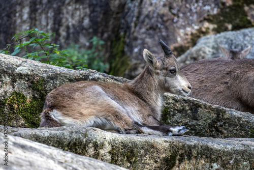 Fototapeta Naklejka Na Ścianę i Meble -  Male mountain ibex or capra ibex on a rock living in the European alps