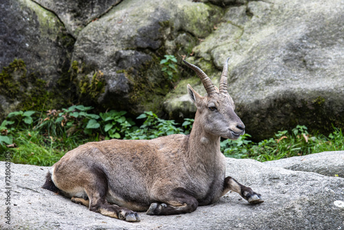 Male mountain ibex or capra ibex on a rock living in the European alps